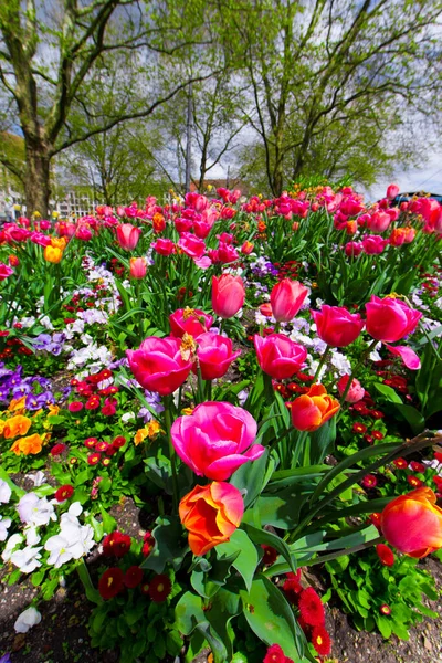 Fechar Flores Primavera Livre — Fotografia de Stock
