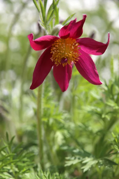 Czerwono Fioletowy Kwiat Pasque Pulsatilla Vulgaris — Zdjęcie stockowe