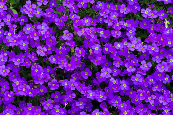 Kleurrijke Bloemen Groeien Buiten — Stockfoto