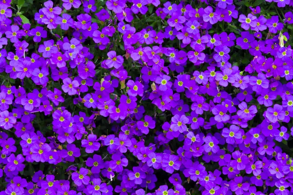 Bunte Blumen Die Freien Wachsen — Stockfoto