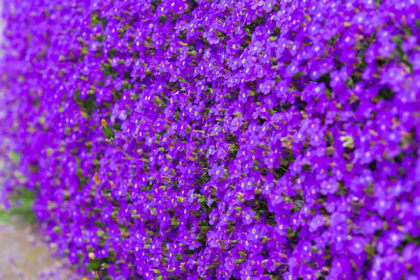 Bunte Blumen Die Freien Wachsen — Stockfoto