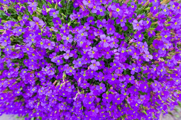 Färgglada Blommor Växer Utomhus — Stockfoto
