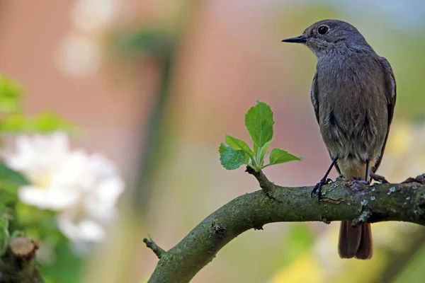 Restart Phoenicurus Phoenicurus Jabloni Dubnu — Stock fotografie