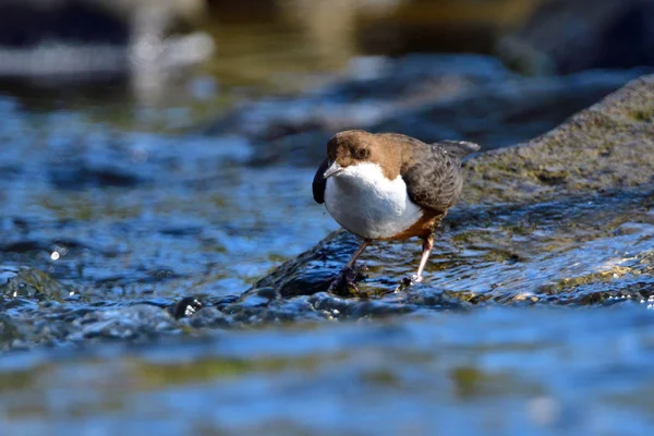 Dipper Uppvaktningen — Stockfoto