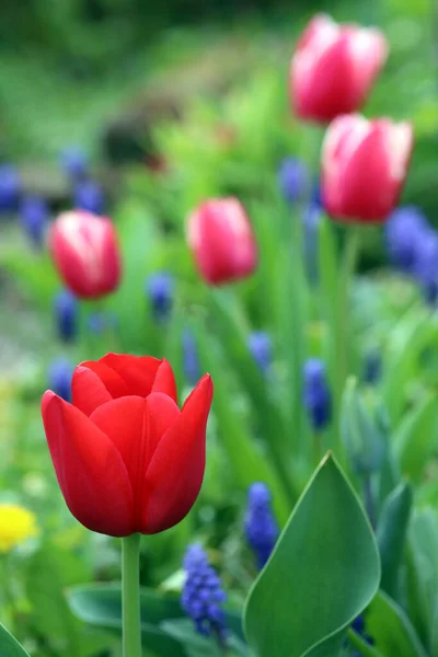 Červené Tulipány Kvetou Jarní Zahradě — Stock fotografie