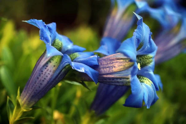 青い花を咲かせます Gentian Gentiana Acaulis — ストック写真