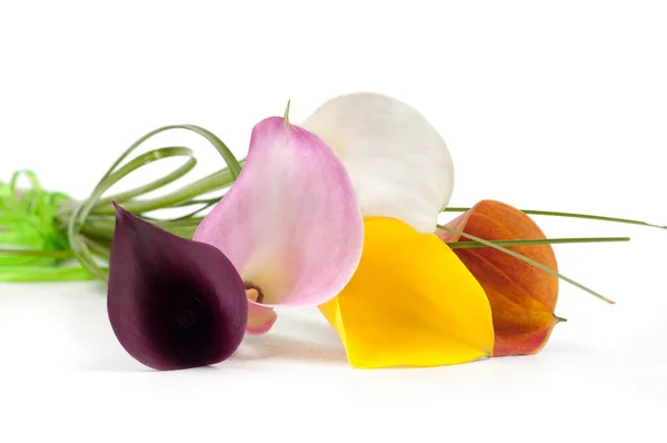 Calla Lilies Flowers Isolated White Background Stock Picture