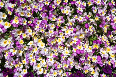 numerous horn violets in white,purple and yellow clipart