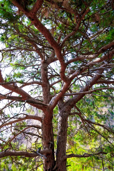 Zweige Eines Nadelbaums — Stockfoto