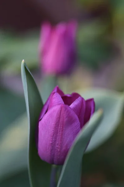 Саду Цветут Фиолетовые Тюльпаны — стоковое фото