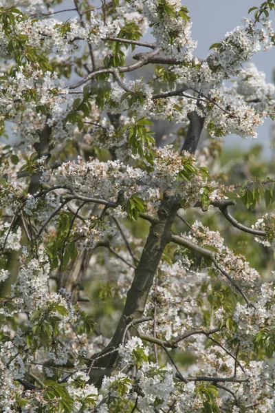 Fleurs Colorées Poussant Extérieur — Photo