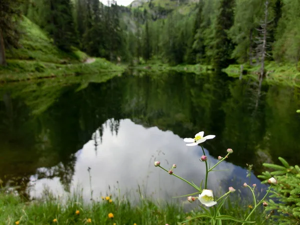 Jezioro Kwiatem Refleksji Nad Reiteralm — Zdjęcie stockowe