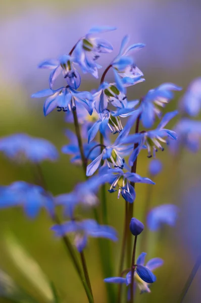 Μπλε Αστέρι Scilla Siberica Στο Λιβάδι — Φωτογραφία Αρχείου