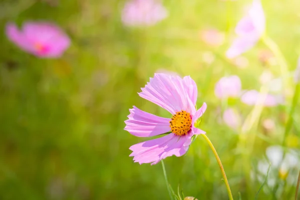 Image Fond Des Fleurs Colorées Fond Nature — Photo