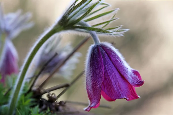 Pasque Pulsatilla Voorjaarstuin — Stockfoto