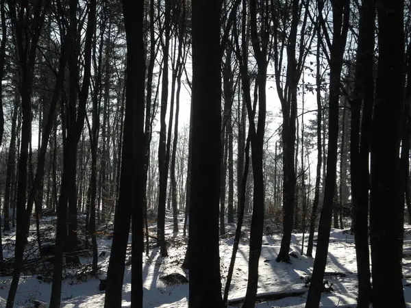 Winterwald Wald Winter Schnee Kälte Kälte Baumstamm Baumstämme Natur Landschaft — Stockfoto