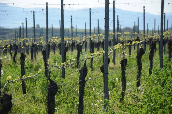 Kaiserstuhl Baden Wuerttemberg Germany Viticulture Wine Growing Region Bathing Landscape — Stock Photo, Image