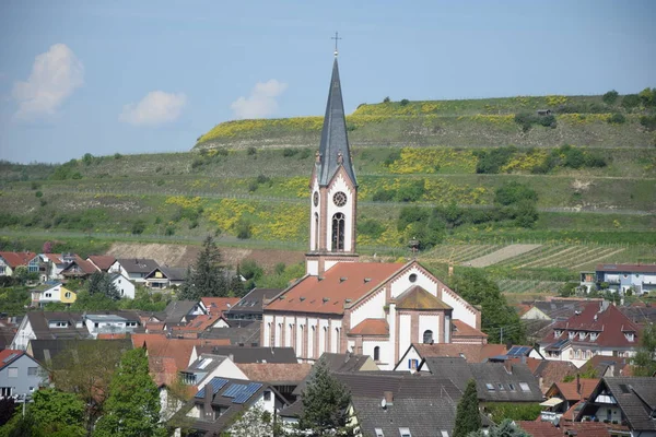 Ihringen Kaiserstuhl Baden Wuerttemberg Germany Place Town Town Town Viticulture — 스톡 사진