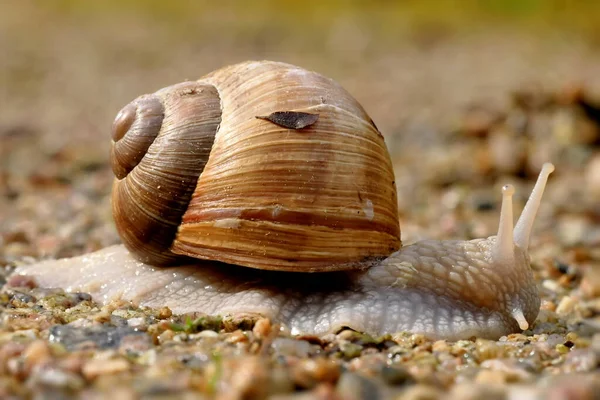 Caracol Viñedo Jardín — Foto de Stock