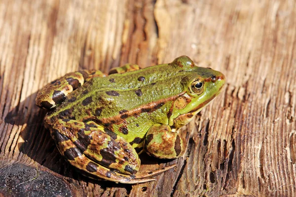 池の木の板の上にカエルの背中 — ストック写真