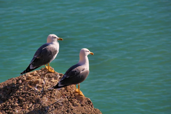 Mouettes Dans Habitat Concept Sauvagerie — Photo