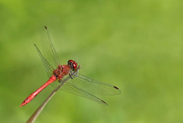 雄性血红色的蜻蜓 交感神经交感神经 — 图库照片