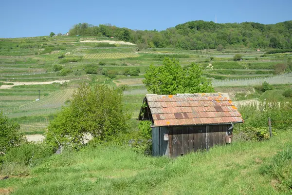 Stuga Stuga Skjul Kejsarens Stol Baden Wuerttemberg Tyskland Vintillverkning Vinodlingsområde — Stockfoto