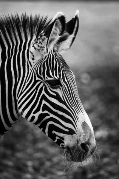 Cabeça Zebra Preto Branco — Fotografia de Stock