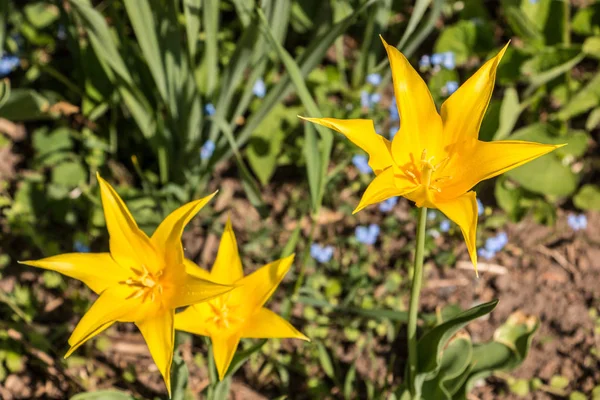 Sárga Virágok Zöld Levelek Zöld Mezőn — Stock Fotó