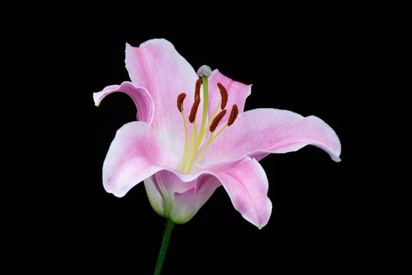 Lírio Rosa Flor Elegante Close Fundo Preto — Fotografia de Stock