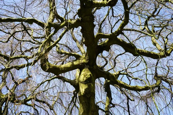 Faia Pendurada Fagus Sylvatica Pendula — Fotografia de Stock