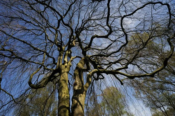 Haya Colgante Fagus Sylvatica Pendula — Foto de Stock