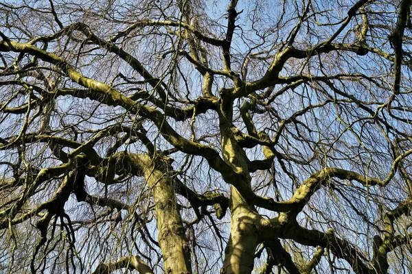 Hängande Bok Fagus Sylvatica Pendula — Stockfoto