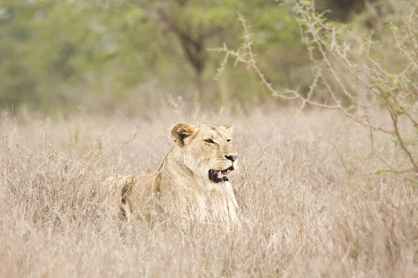Eine Löwin Macht Kruger Nationalpark Südafrika Ein Nickerchen Trockenen Gras — Stockfoto