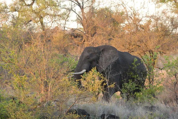 Güney Afrika Daki Kruger Park Günbatımında Vahşi Bir Afrika Fili — Stok fotoğraf