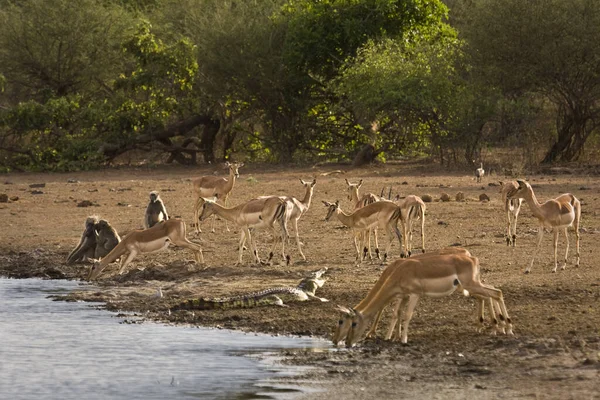 Impalas Bebendo Margem Rio Com Babuínos Chacma Crocodilo Nilo Redor — Fotografia de Stock