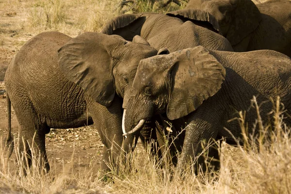 Herd African Bush Elephants Dry Savannah Kruger Park South Africa — Stock Photo, Image