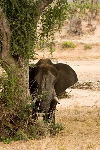 Ένας Άγριος Αφρικανικός Ελέφαντας Κρύβεται Πίσω Από Ένα Δέντρο Στο — Φωτογραφία Αρχείου