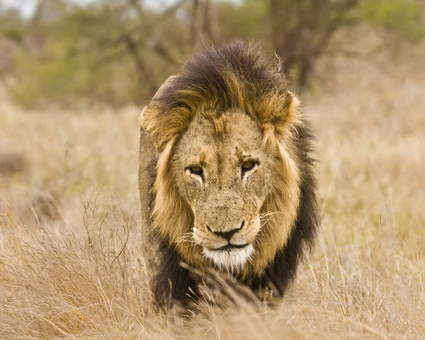 Lion Mâle Sauvage Marche Dans Herbe Kruger Afrique Sud — Photo