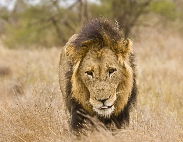 Ett Vilt Manligt Lejon Går Gräset Kruger Sydafrika — Stockfoto