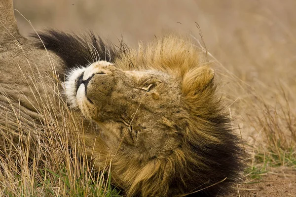 Retrato León Dormido Melena Negra Kruger Sudáfrica —  Fotos de Stock
