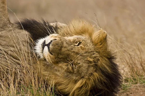 Porträtt Ett Sovande Lejon Svart Man Kruger Sydafrika — Stockfoto