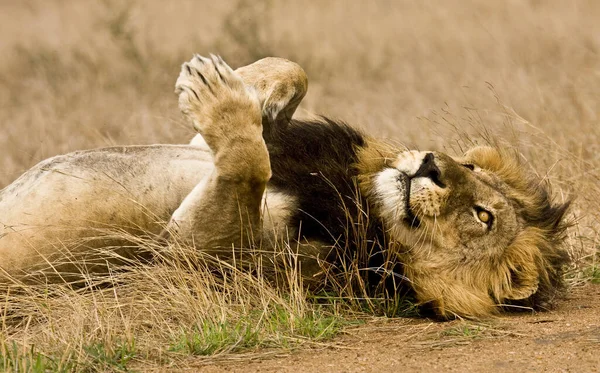 Porträt Eines Schlafenden Löwen Schwarze Mähne Kruger Südafrika — Stockfoto