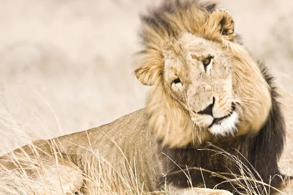 Porträt Eines Wilden Männlichen Löwen Beim Mittagsschlaf Einer Trockenen Savanne — Stockfoto