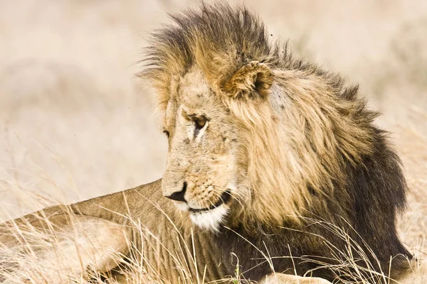 Retrato Leão Macho Selvagem Dormindo Uma Savana Seca Parque Nacional — Fotografia de Stock