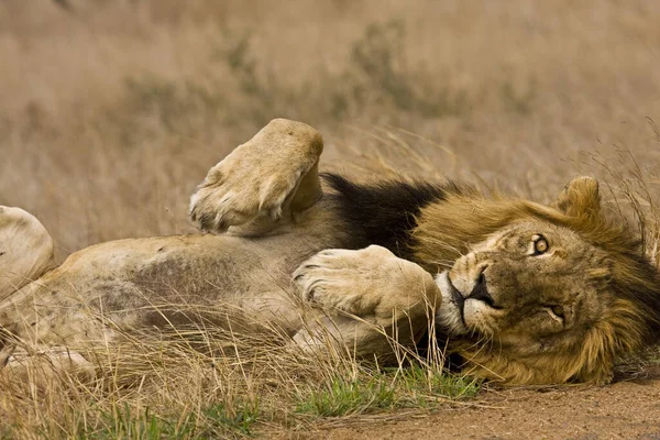 Retrato León Dormido Melena Negra Kruger Sudáfrica —  Fotos de Stock