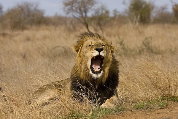 Vilda Manliga Lejon Gäspar Torr Savann Kruger Sydafrika — Stockfoto