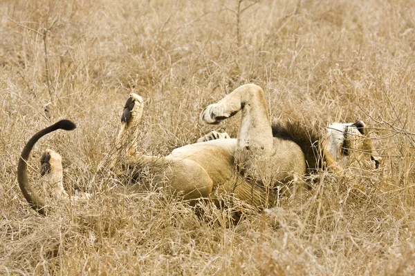 Vilda Manliga Lejon Som Ligger Rygg Gräset Kruger Park Sydafrika — Stockfoto