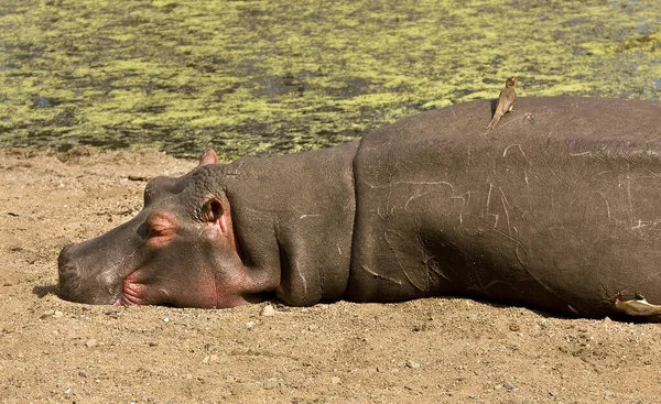Hippopotame Sauvage Dort Bord Rivière Dans Parc National Kruger Afrique — Photo