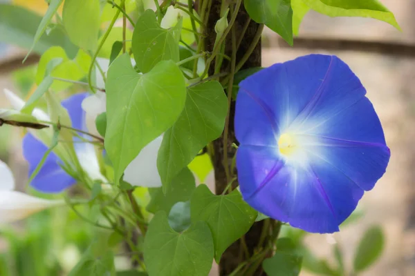 Blue Flowers Garden Stock Photo — Stock Photo, Image